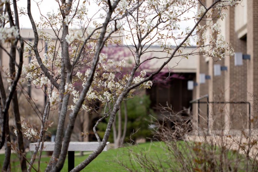 White flowers on a tree outside of the Educational Sciences building
