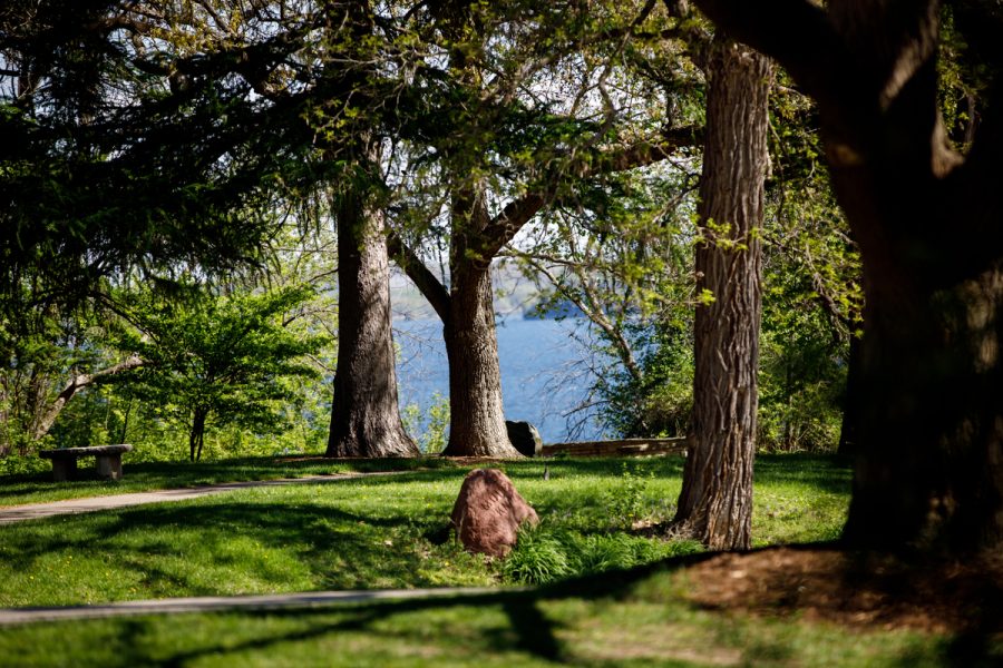 trees and a lake