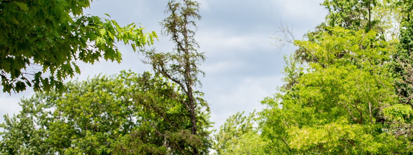 Trees on campus with a blue sky