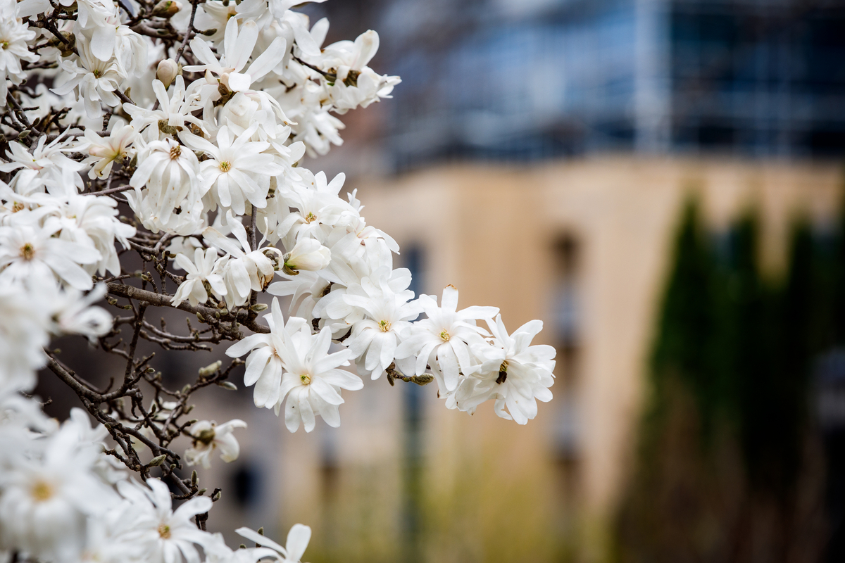 flowers with a building