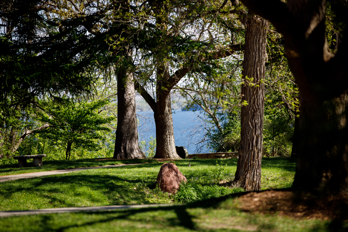 trees and a lake
