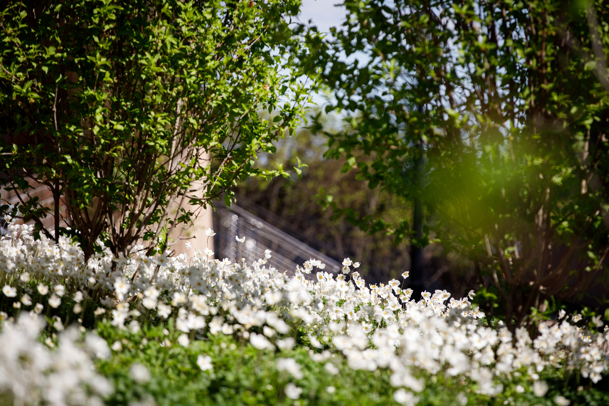 flowers on a college campus